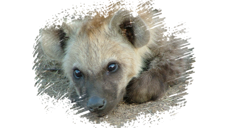#krugerbig5safaris