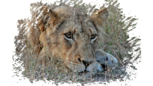 #krugerbig5safaris