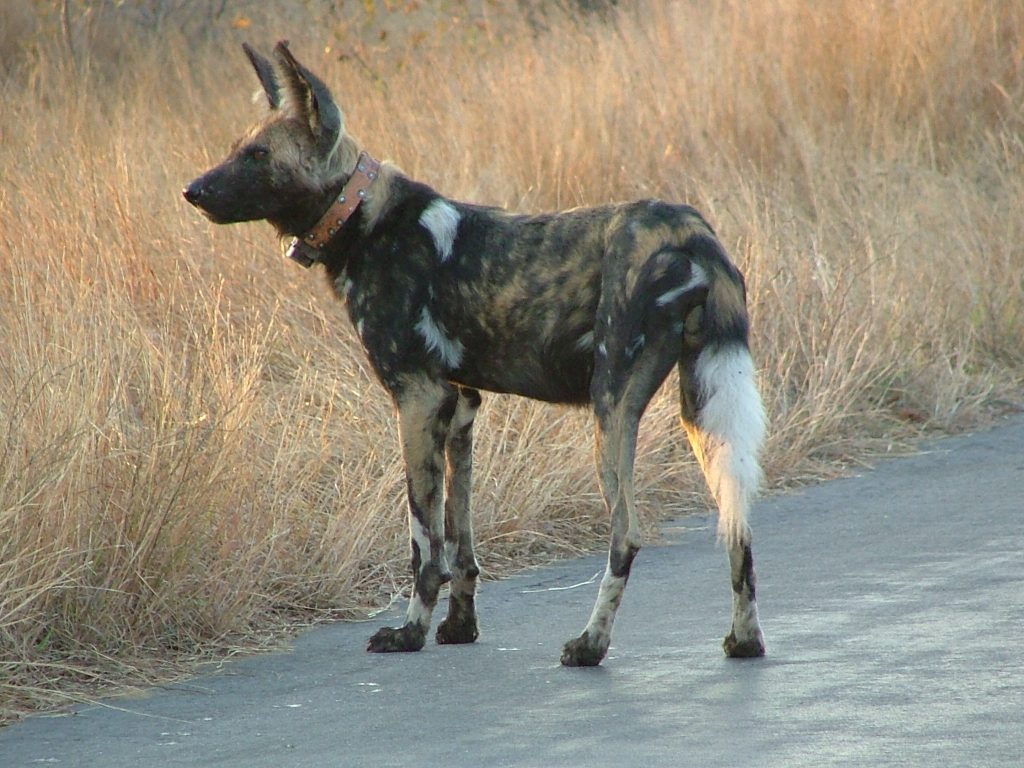 #krugerbig5safaris