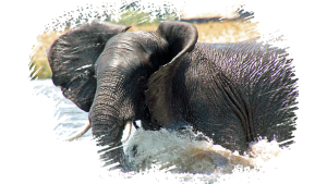 #krugerbig5safaris