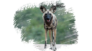 #krugerbig5safaris