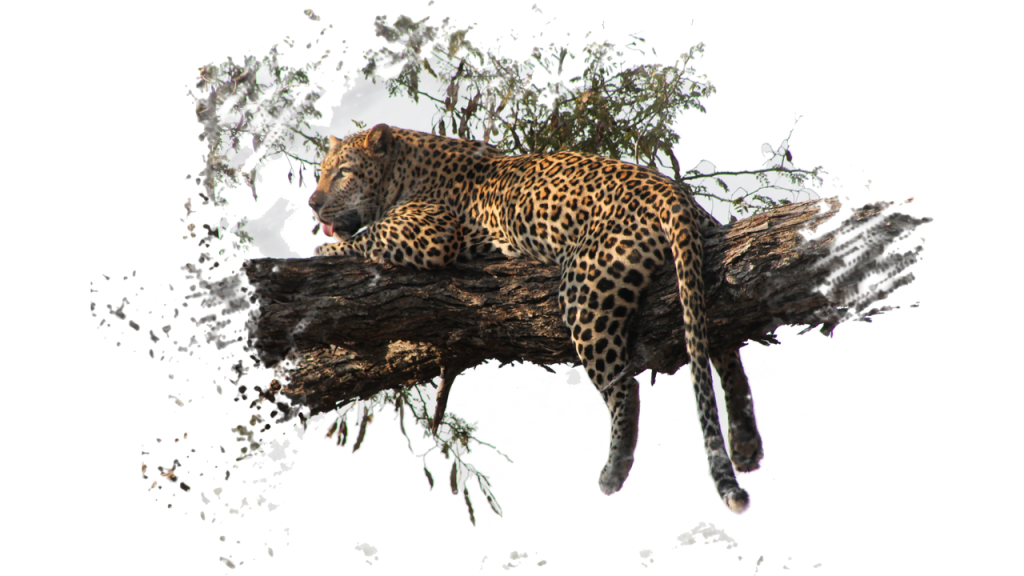 #krugerbig5safaris