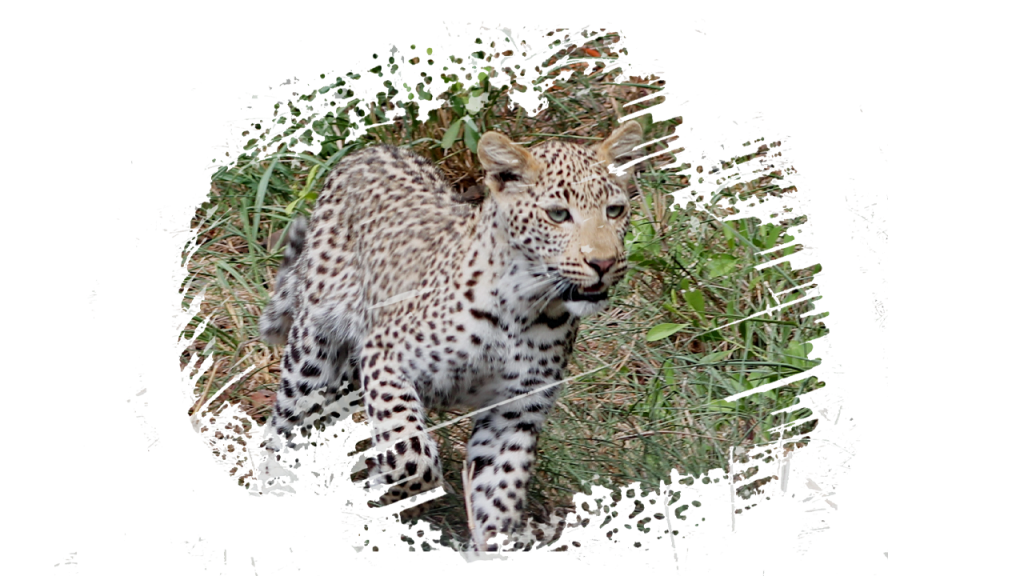#krugerbig5safaris