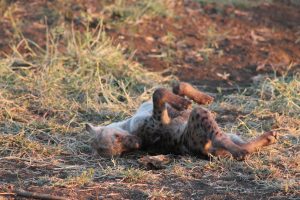 #krugerbig5safaris