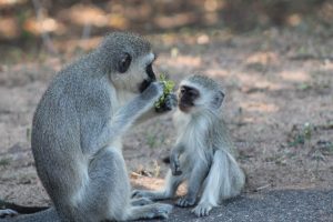 #krugerbig5safaris
