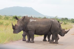 #krugerbig5safaris
