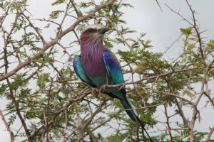 #krugerbig5safaris