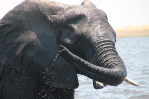 #krugerbig5safaris
