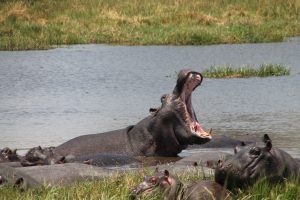 #krugerbig5safaris