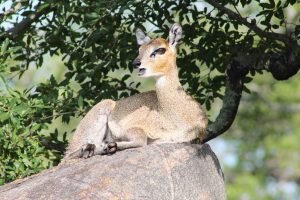 #krugerbig5safaris