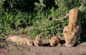 #krugerbig5safaris