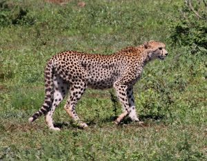 #krugerbig5safaris