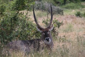 #krugerbig5safaris