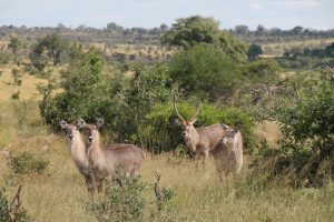 #krugerbig5safaris