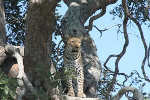 #krugerbig5safaris