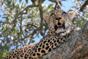 #krugerbig5safaris