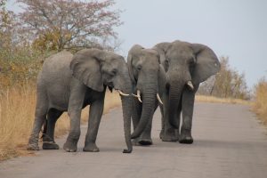 #krugerbig5safaris