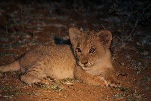 #krugerbig5safaris