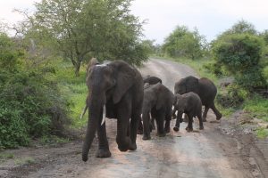 #krugerbig5safaris
