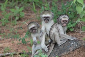 #krugerbig5safaris