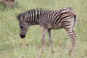 #krugerbig5safaris