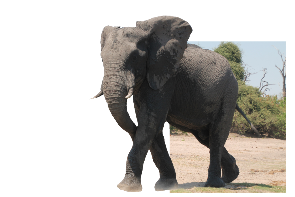 #krugerbig5safaris