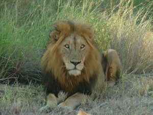 #krugerbig5safaris