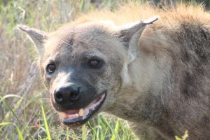 #krugerbig5safaris