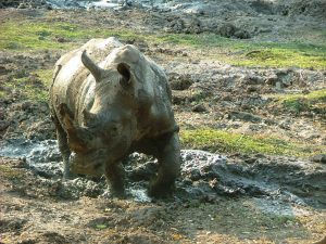 #krugerbig5safaris