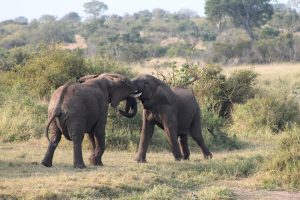 #krugerbig5safaris