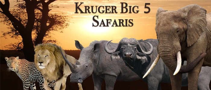 #krugerbig5safaris