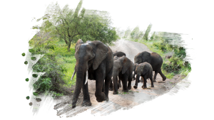 #krugerbig5safaris