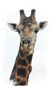 #krugerbig5safaris
