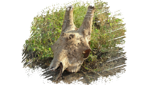 #krugerbig5safaris