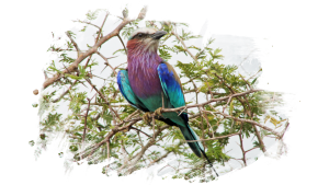 #krugerbig5safaris