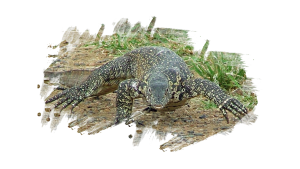 #krugerbig5safaris